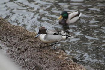 2024年3月21日(木) 安春川の野鳥観察記録