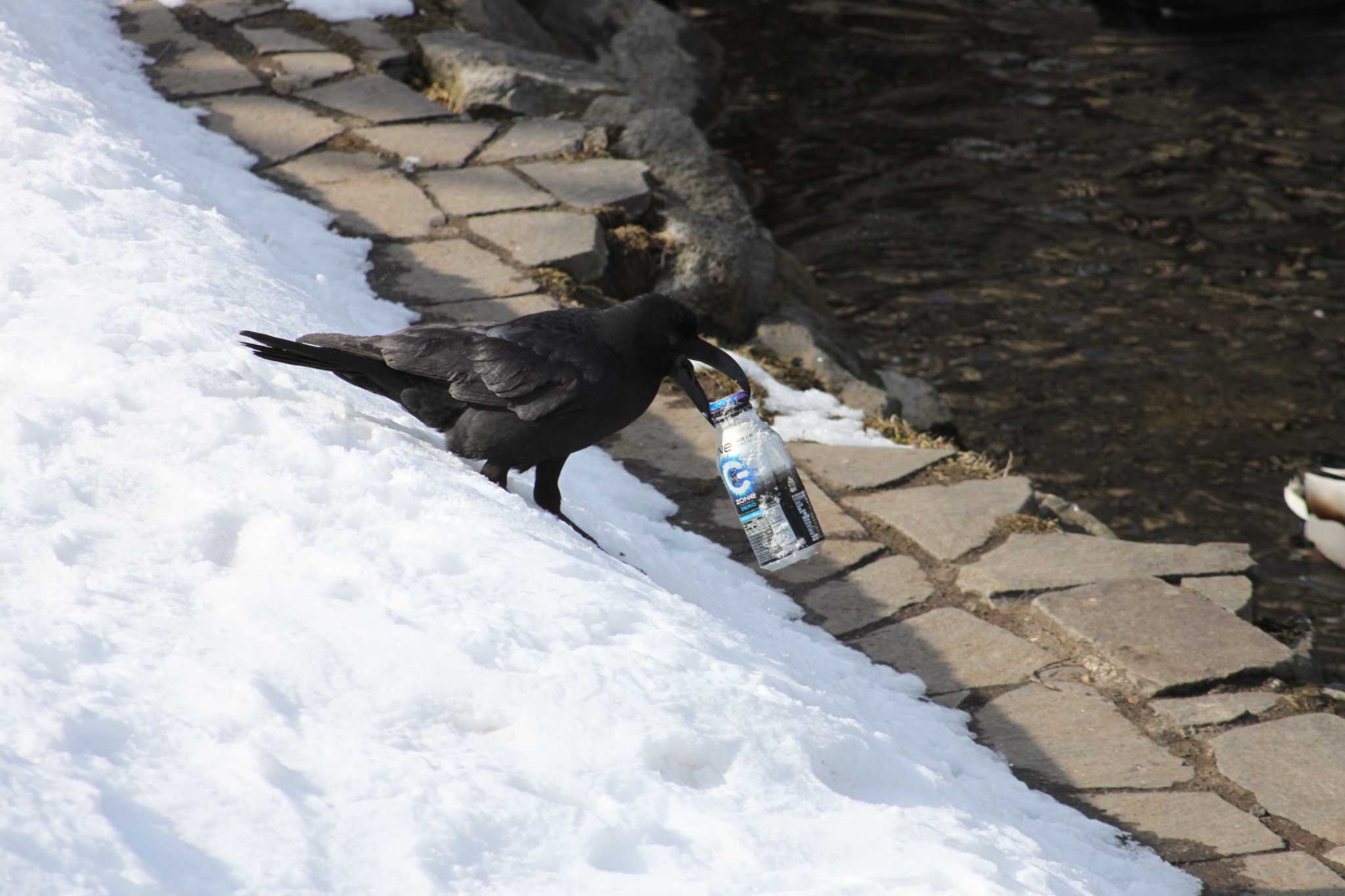 Large-billed Crow