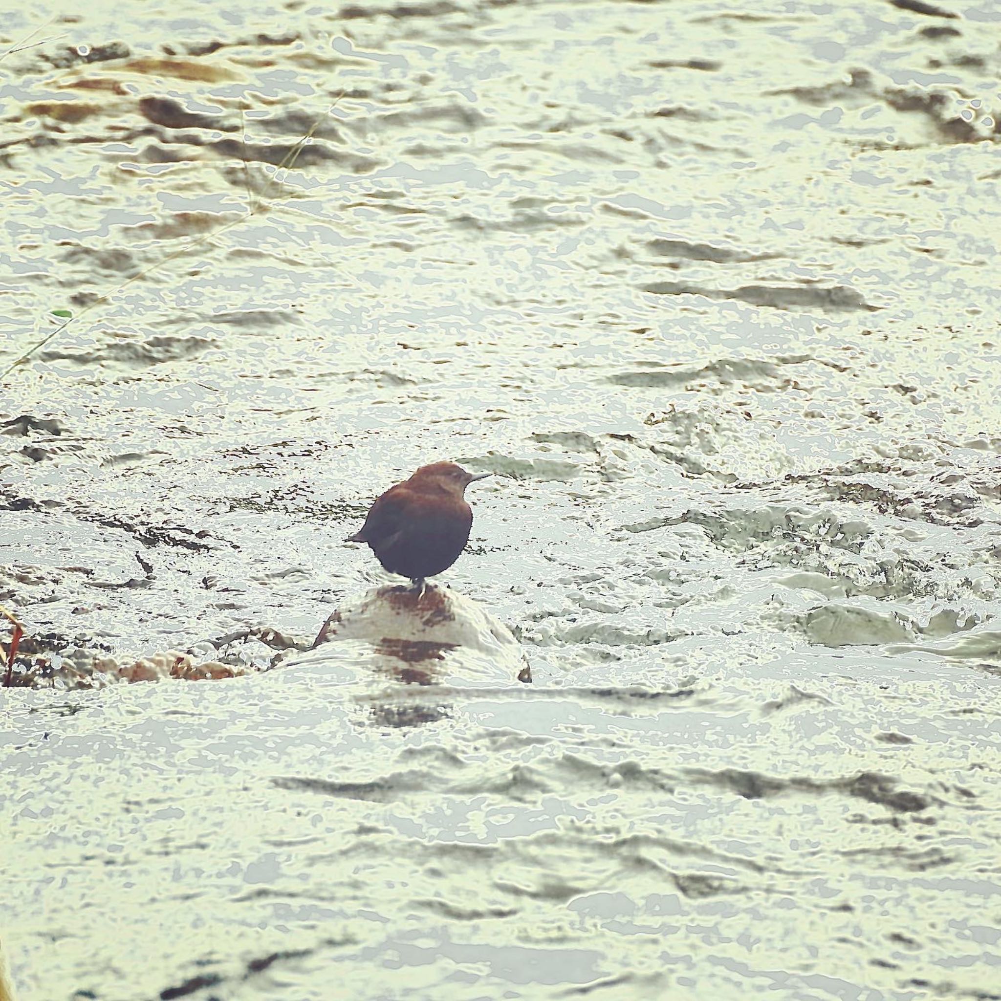 米沢市 カワガラスの写真 by 015