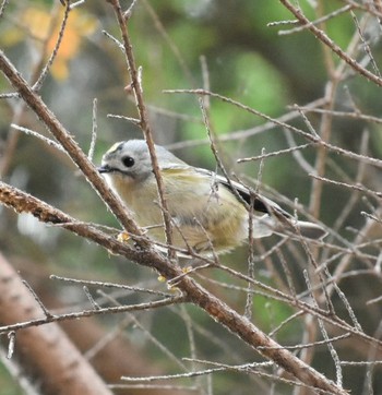 Red-flanked Bluetail 播磨中央公園(兵庫県) Sat, 12/15/2018