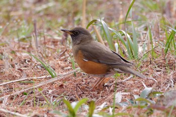 Brown-headed Thrush Mizumoto Park Sun, 3/24/2024