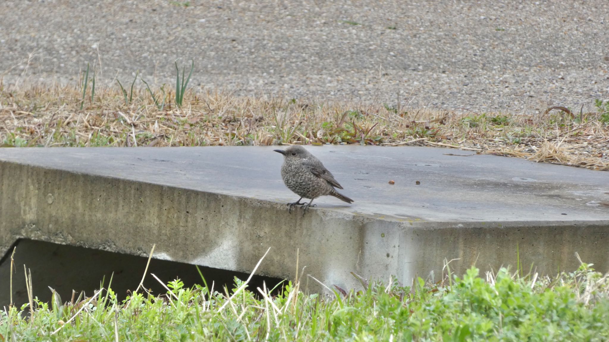 雨のお散歩♪