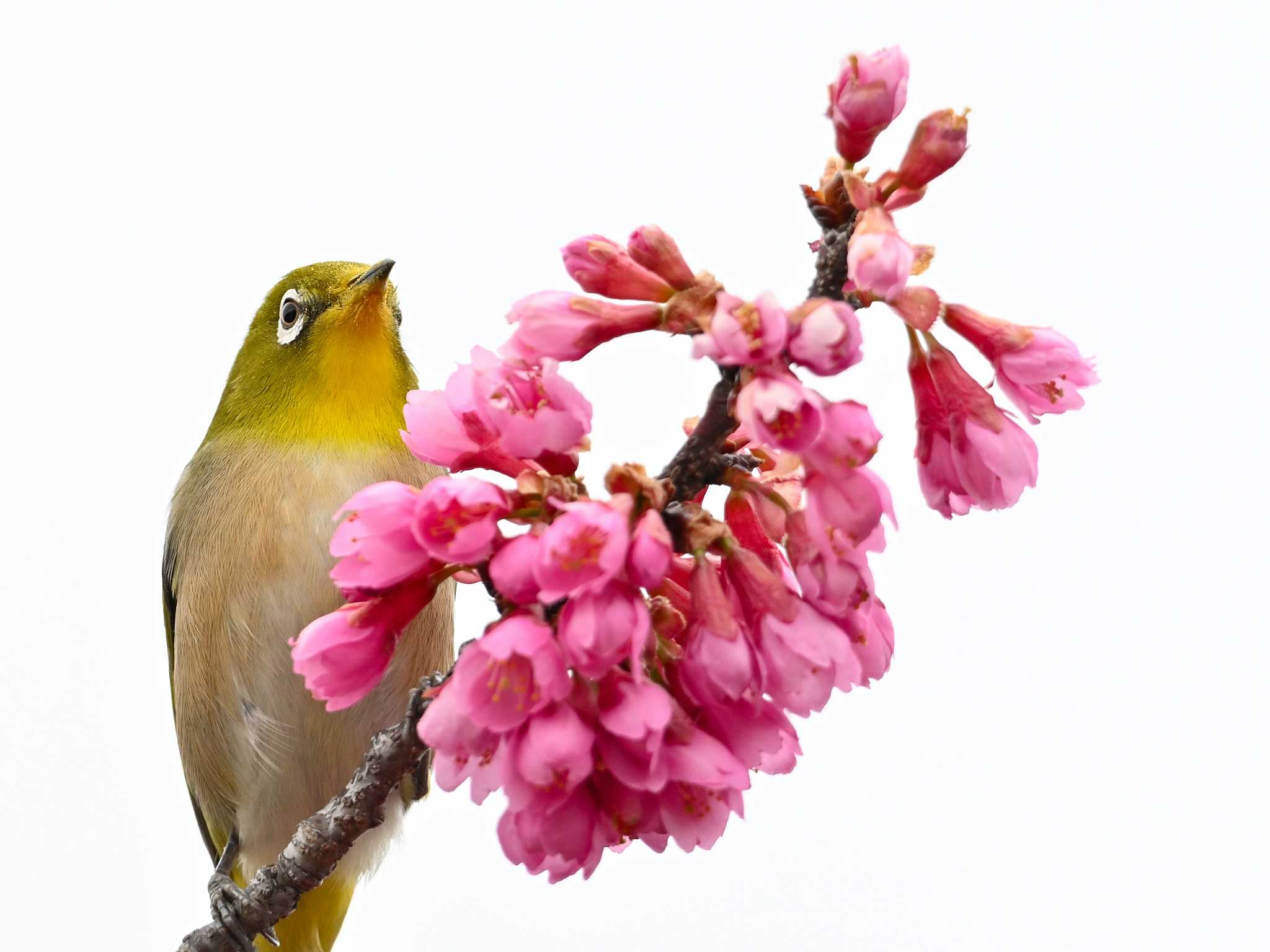 春といえば桜（これは寒緋桜）ですねえ by 仁者楽山