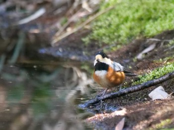 Varied Tit 熊谷 Mon, 3/11/2024