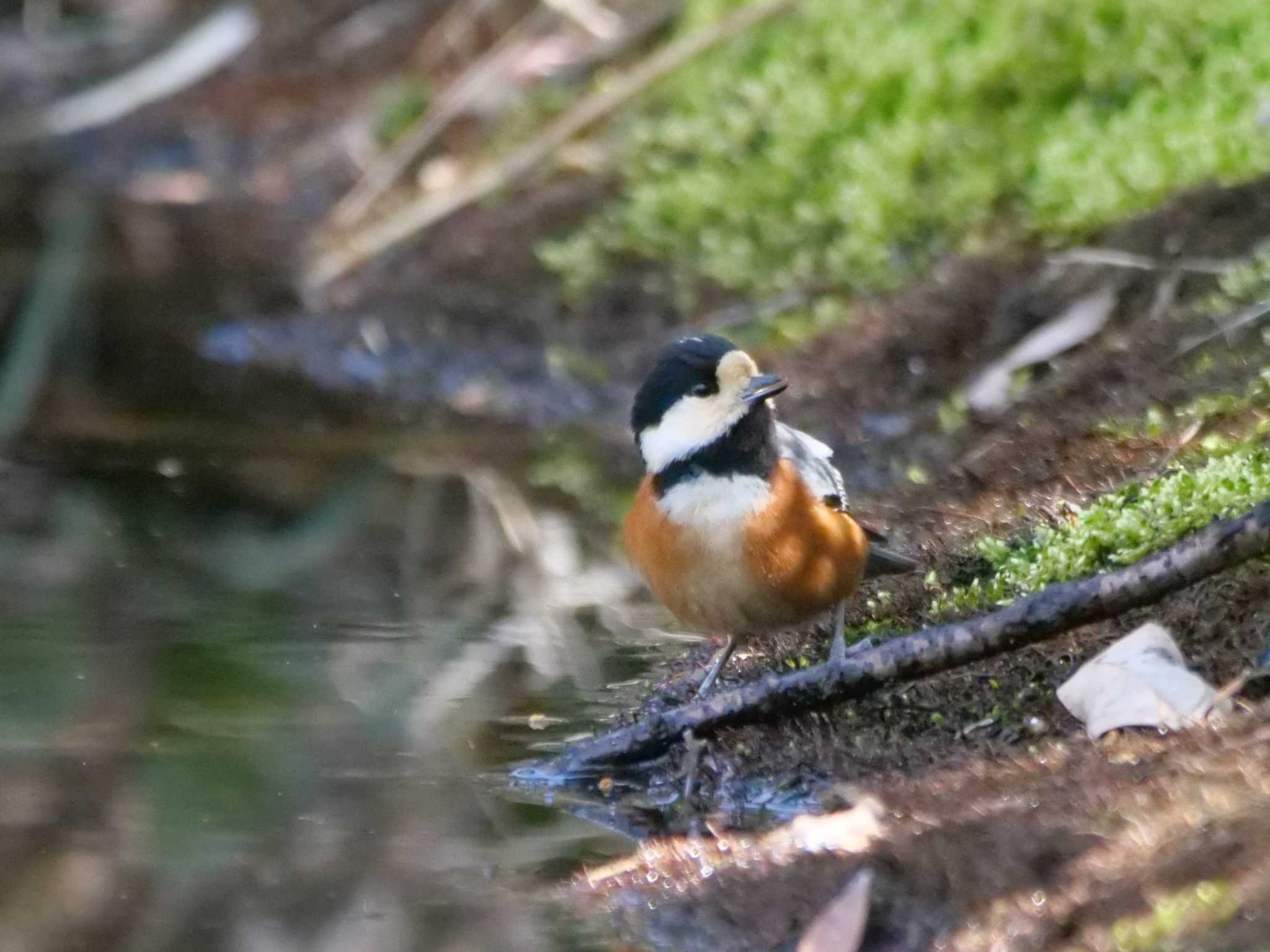 ヤマガラ3態、水浴びに。　あたりを見渡し・・ by little birds