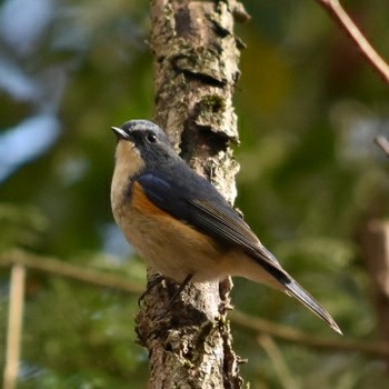 Red-flanked Bluetail 播磨中央公園(兵庫県) Sat, 12/15/2018