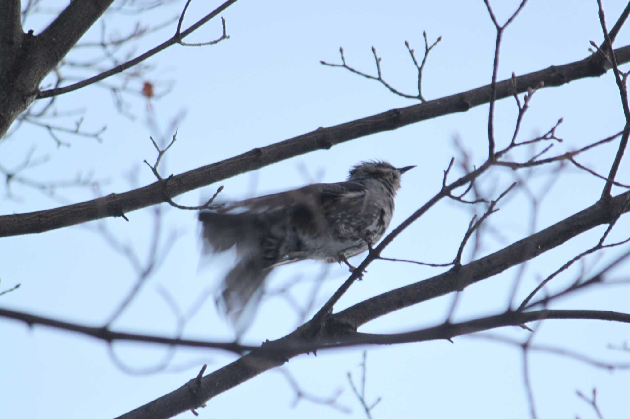 Photo of Brown-eared Bulbul at 安春川 by Sapporo marshmallow@bird