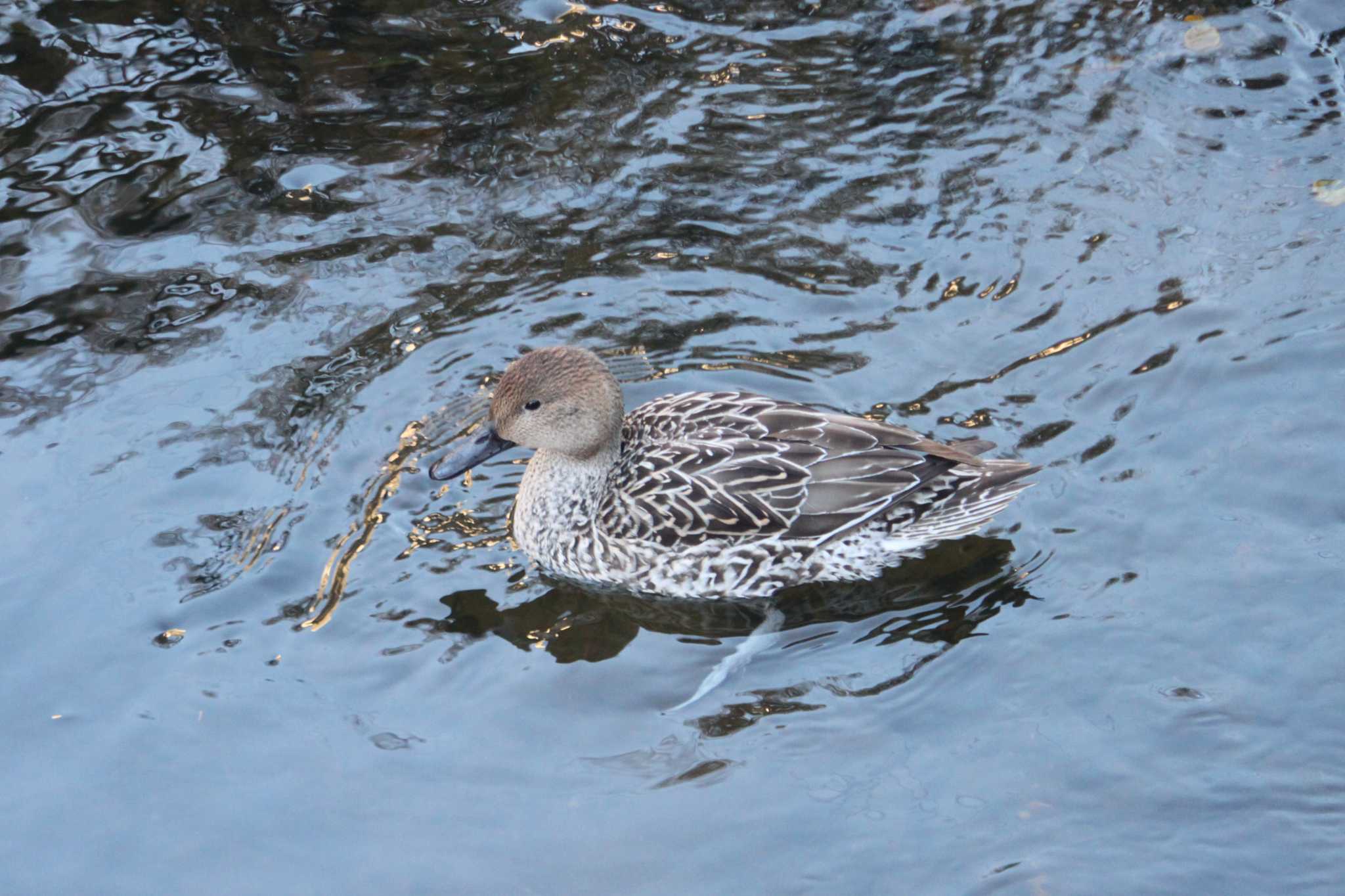 Northern Pintail