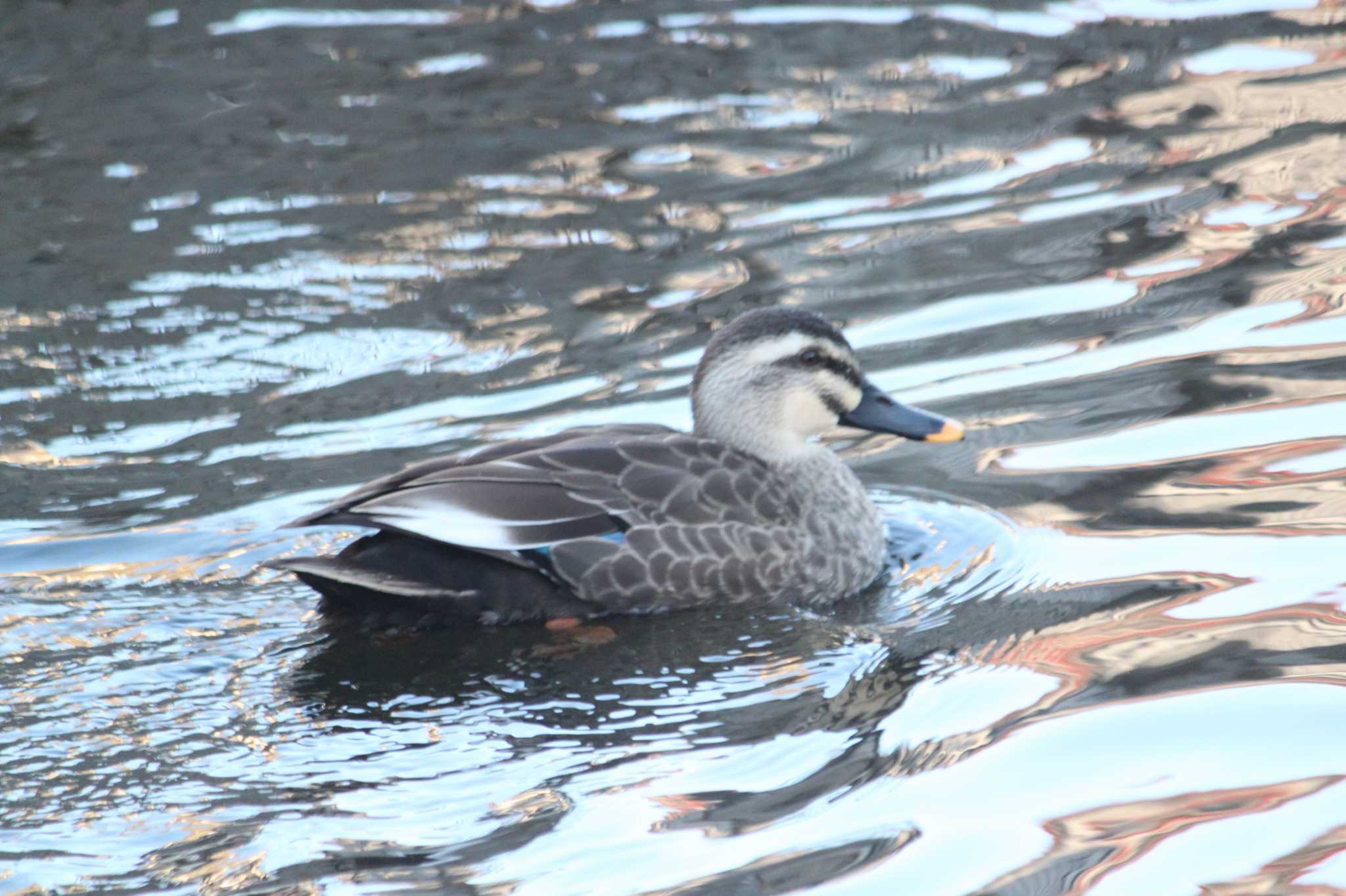 Photo of Eastern Spot-billed Duck at 安春川 by Sapporo marshmallow@bird