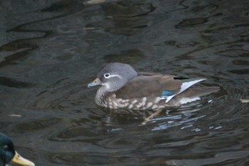 Fri, 12/1/2023 Birding report at 安春川