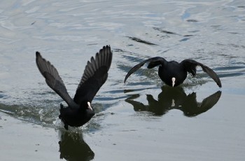 Black Scoter 播磨中央公園(兵庫県) Sat, 12/15/2018