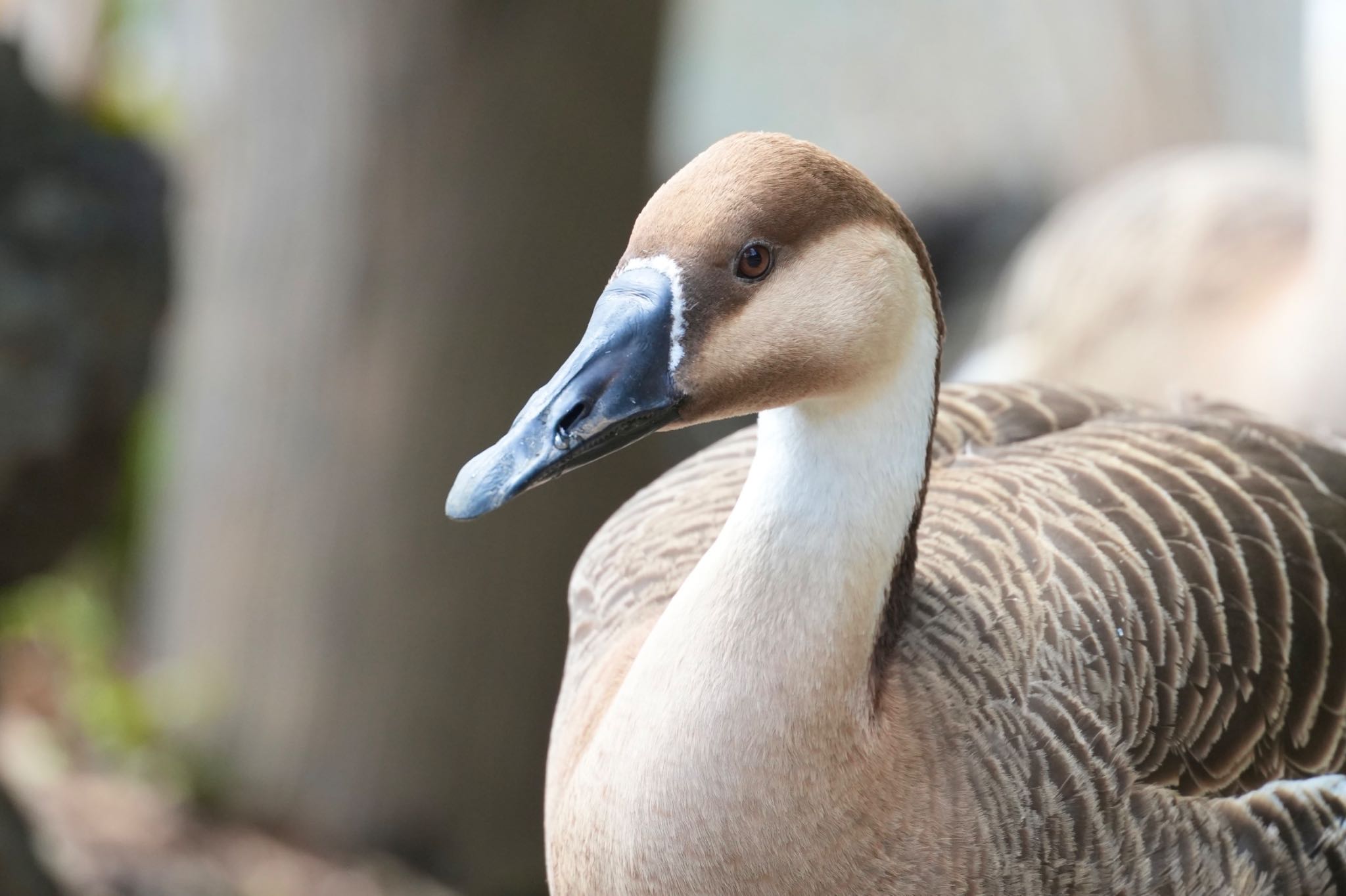 Swan Goose