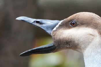 サカツラガン 大池親水公園 2024年3月24日(日)