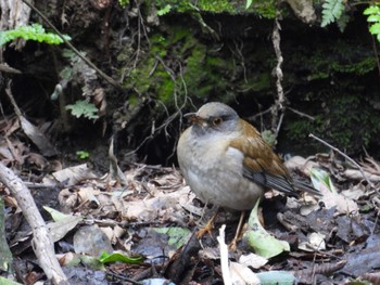 Pale Thrush 大町自然観察園 Sun, 3/24/2024