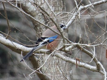 Eurasian Jay 大町自然観察園 Sun, 3/24/2024