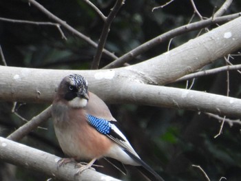 2024年3月24日(日) 大町自然観察園の野鳥観察記録