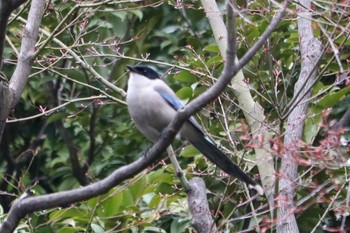 Azure-winged Magpie ギャザリアビオガーデン　フジクラ木場千年の森 Sun, 3/24/2024