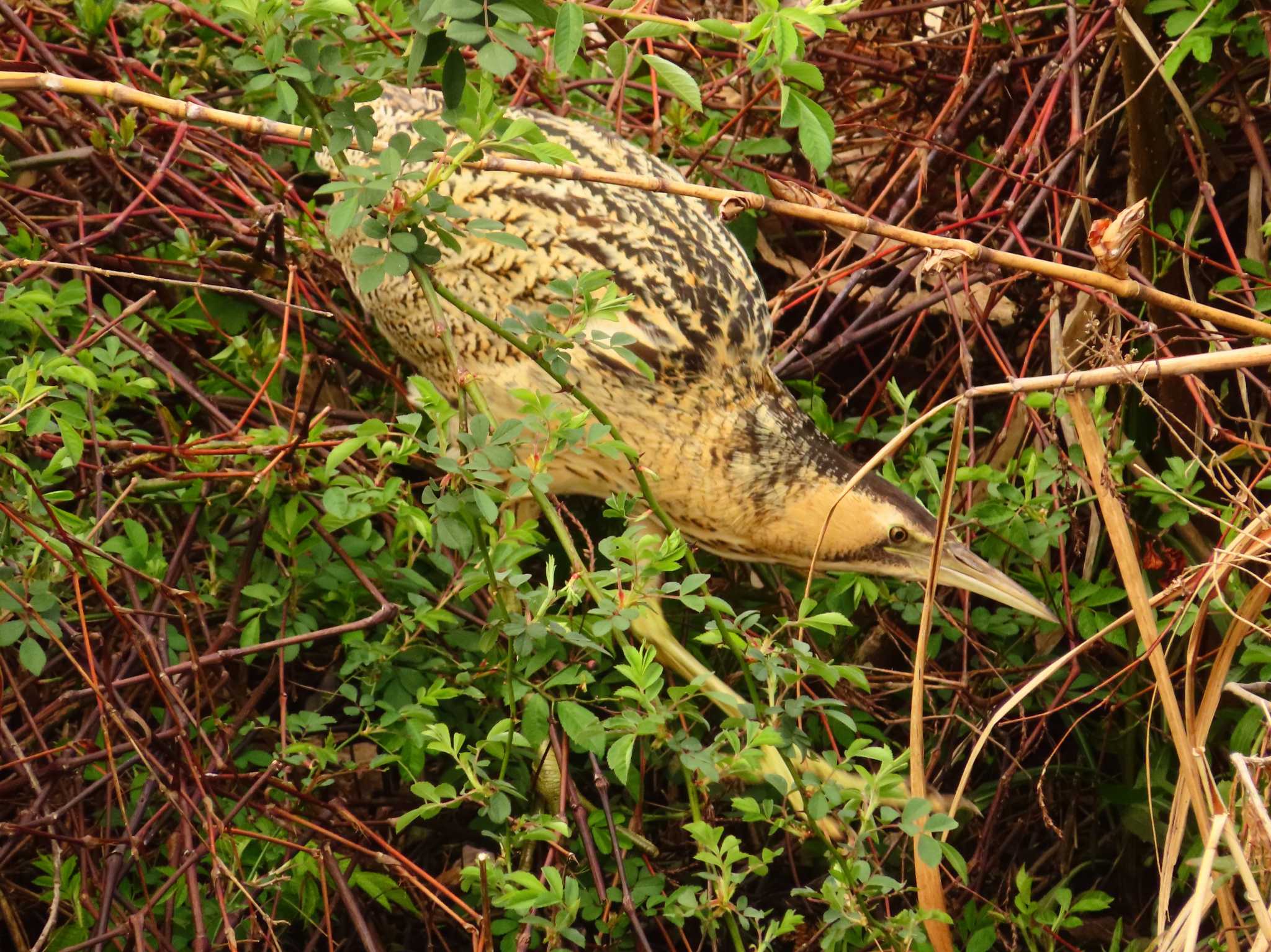 Photo of Eurasian Bittern at Oizumi Ryokuchi Park by ゆ