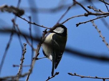 Japanese Tit 播磨中央公園(兵庫県) Sat, 12/15/2018