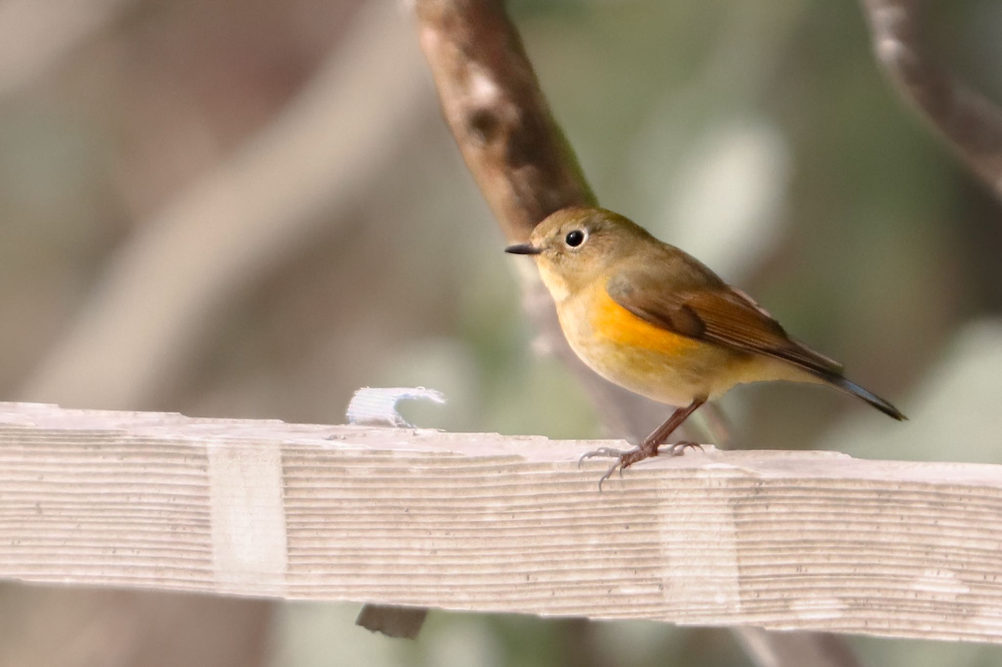 Photo of Red-flanked Bluetail at 大町自然観察園 by SENA13郎