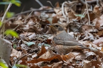 Naumann's Thrush 善福寺公園 Sun, 3/24/2024