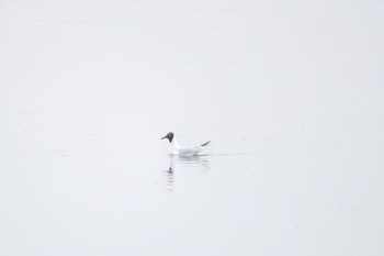 Saunders's Gull Fujimae Tidal Flat Sun, 3/24/2024