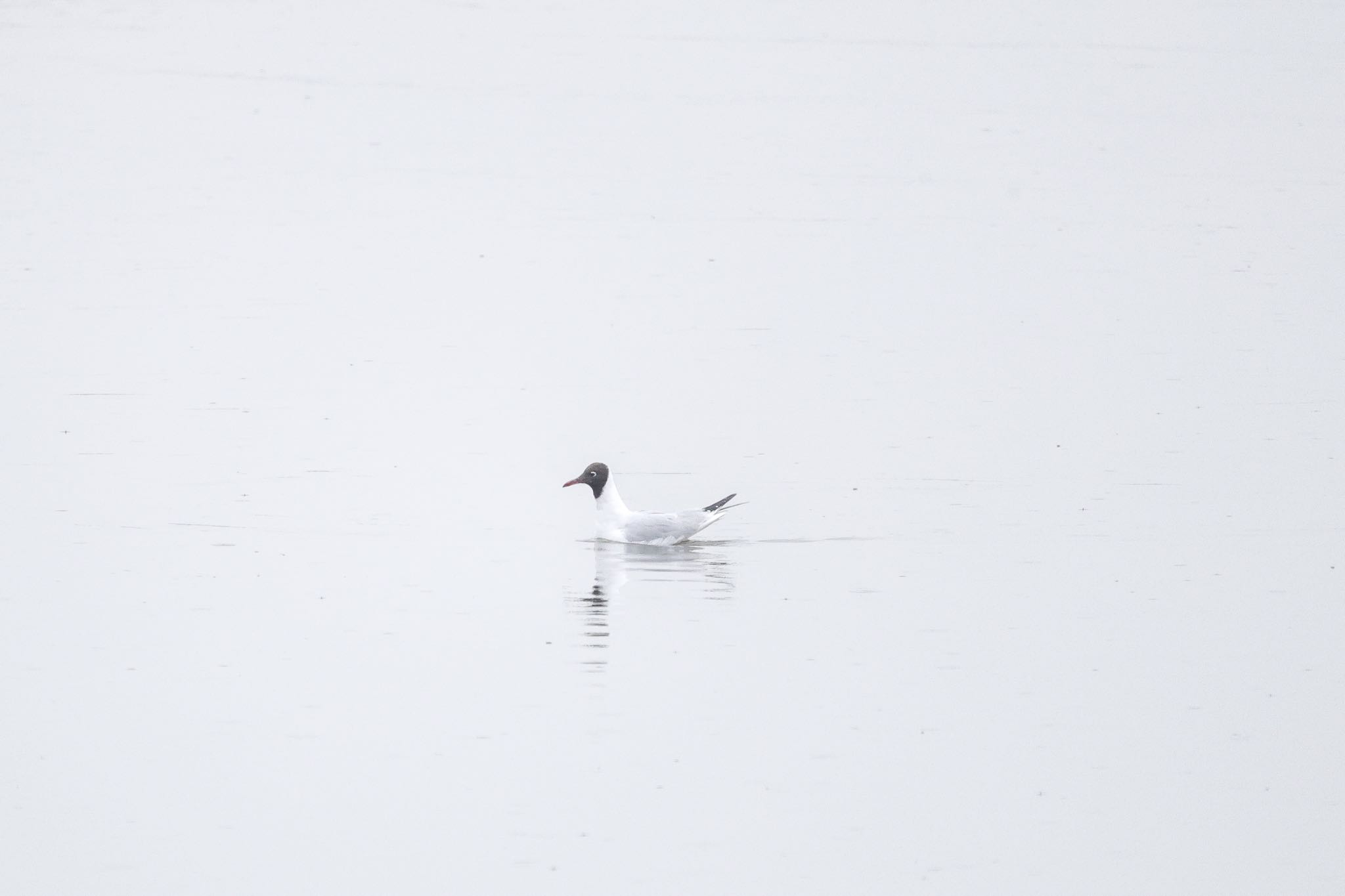 Saunders's Gull