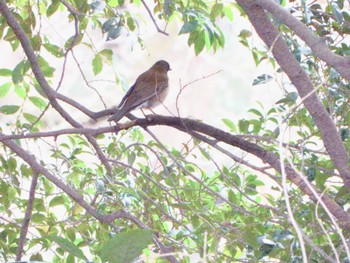 Pale Thrush Shinjuku Gyoen National Garden Sat, 3/23/2024