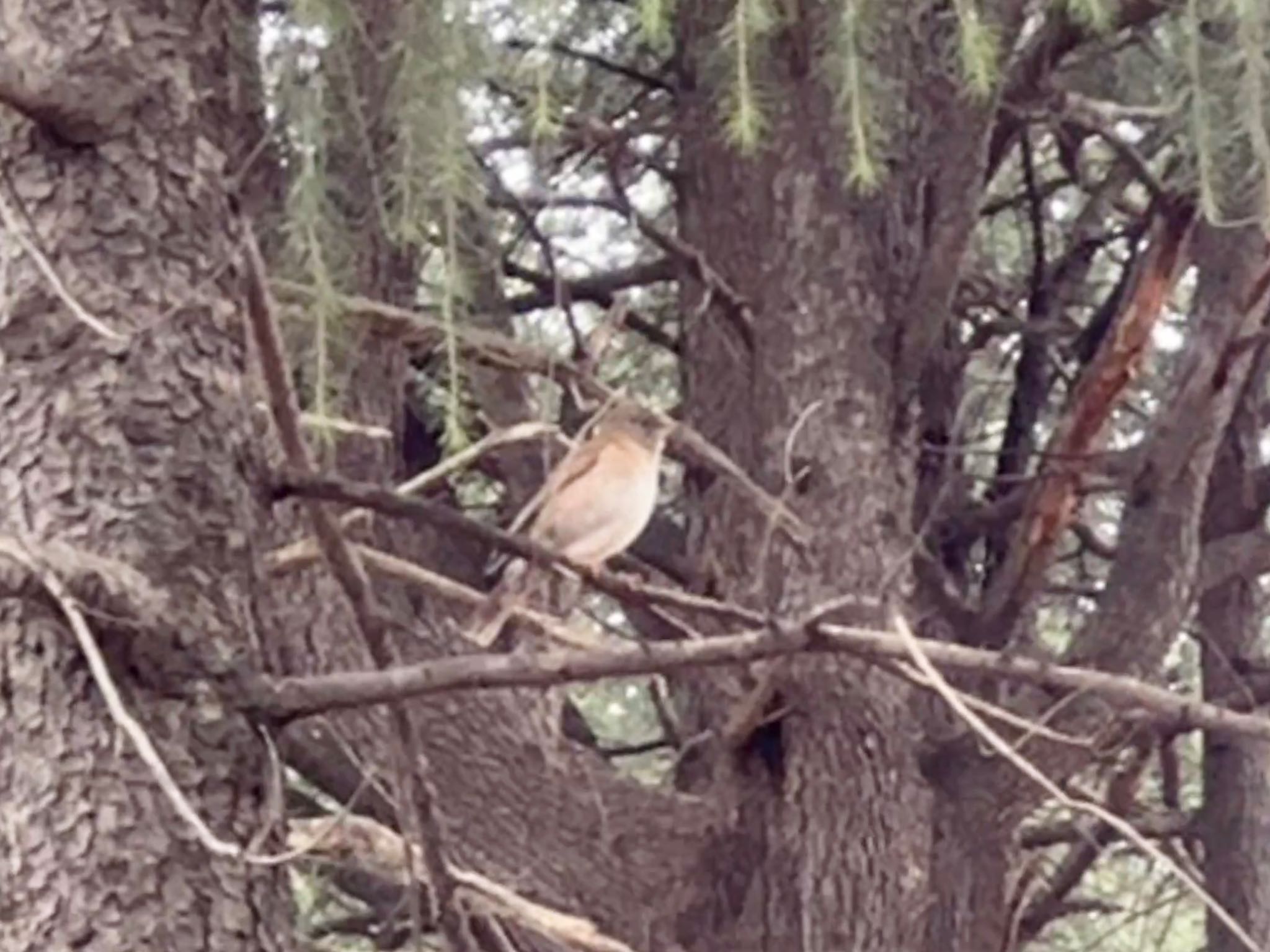 Photo of Pale Thrush at Shinjuku Gyoen National Garden by HIKARI  ξ(｡◕ˇ◊ˇ◕｡)ξ