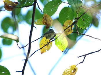 ヒガラ 蔵王野鳥の森自然観察センター 2021年9月12日(日)