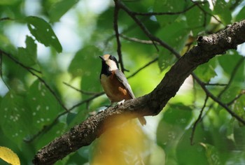 Varied Tit 蔵王野鳥の森自然観察センター Sun, 9/12/2021