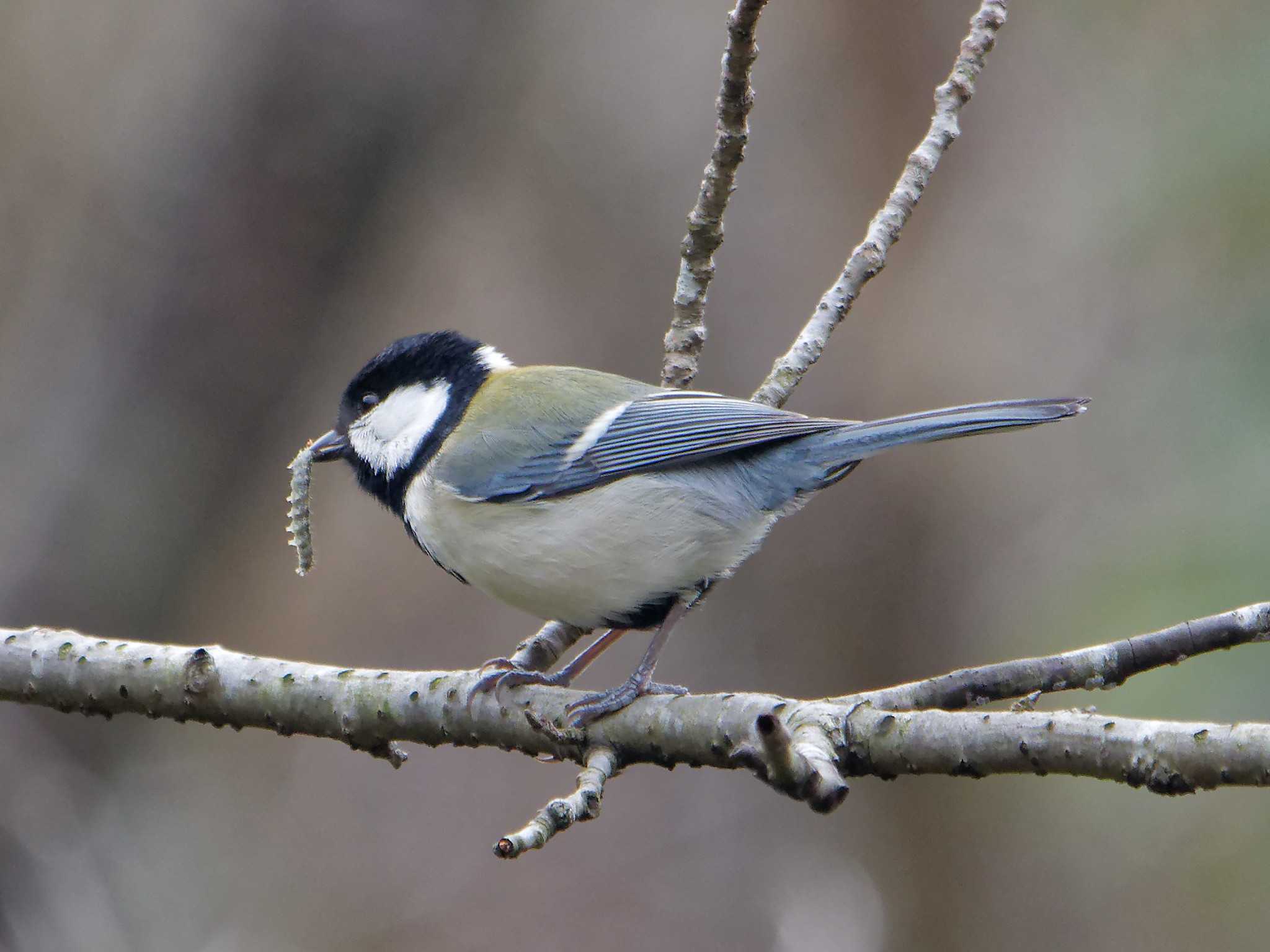 Photo of Japanese Tit at 横浜市立金沢自然公園 by しおまつ