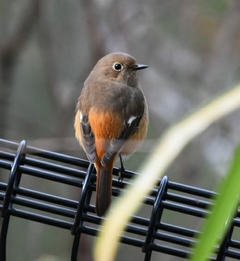 Daurian Redstart 播磨中央公園(兵庫県) Sat, 12/15/2018