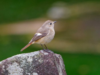 Daurian Redstart 横浜市立金沢自然公園 Sun, 3/24/2024