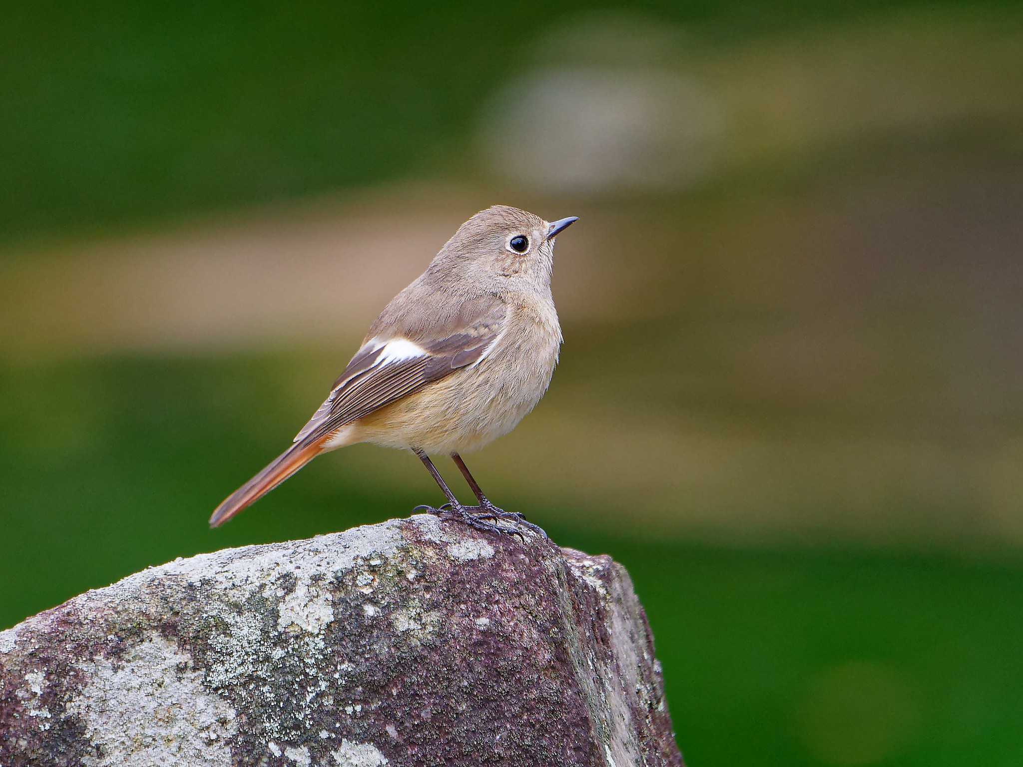 Photo of Daurian Redstart at 横浜市立金沢自然公園 by しおまつ