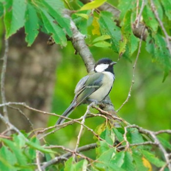 シジュウカラ 蔵王野鳥の森自然観察センター 2021年9月12日(日)