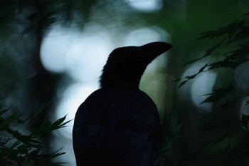 Large-billed Crow 福島市小鳥の森 Sun, 9/19/2021