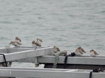 2024年3月24日(日) 平磯海岸の野鳥観察記録