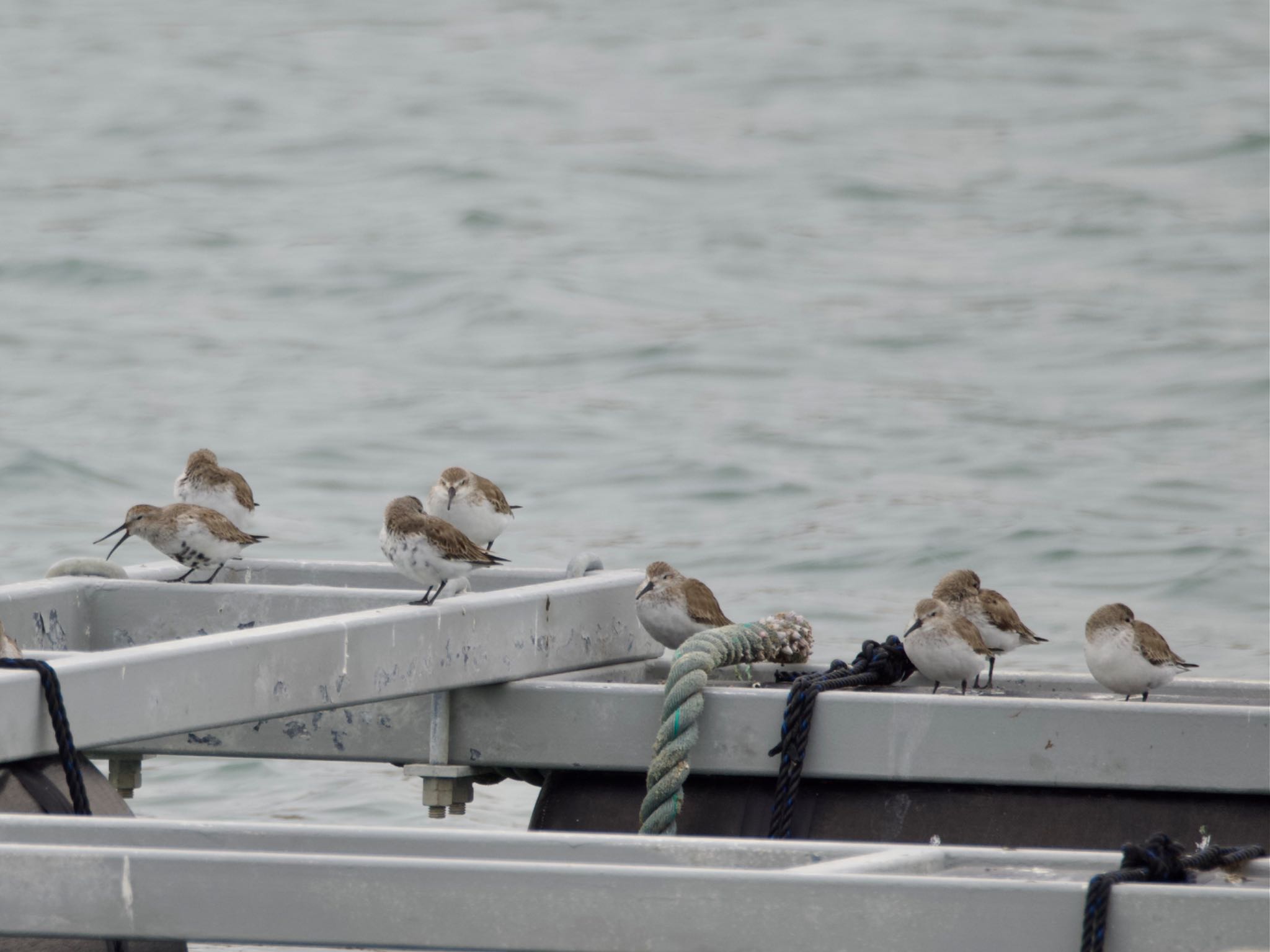 Dunlin