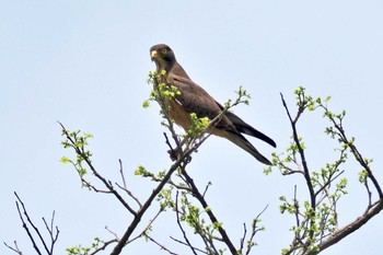 Grasshopper Buzzard