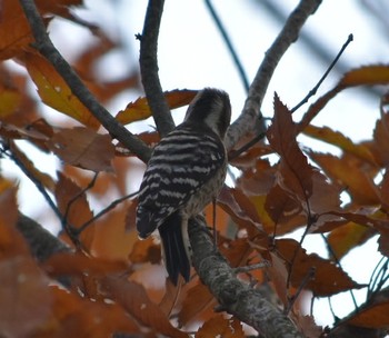 コゲラ 播磨中央公園(兵庫県) 2018年12月15日(土)