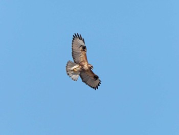 Eastern Buzzard 宮城県 鳥の海 Sun, 3/24/2024