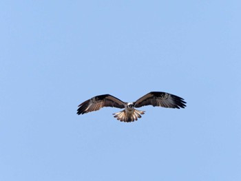 Osprey 宮城県 鳥の海 Sun, 3/24/2024