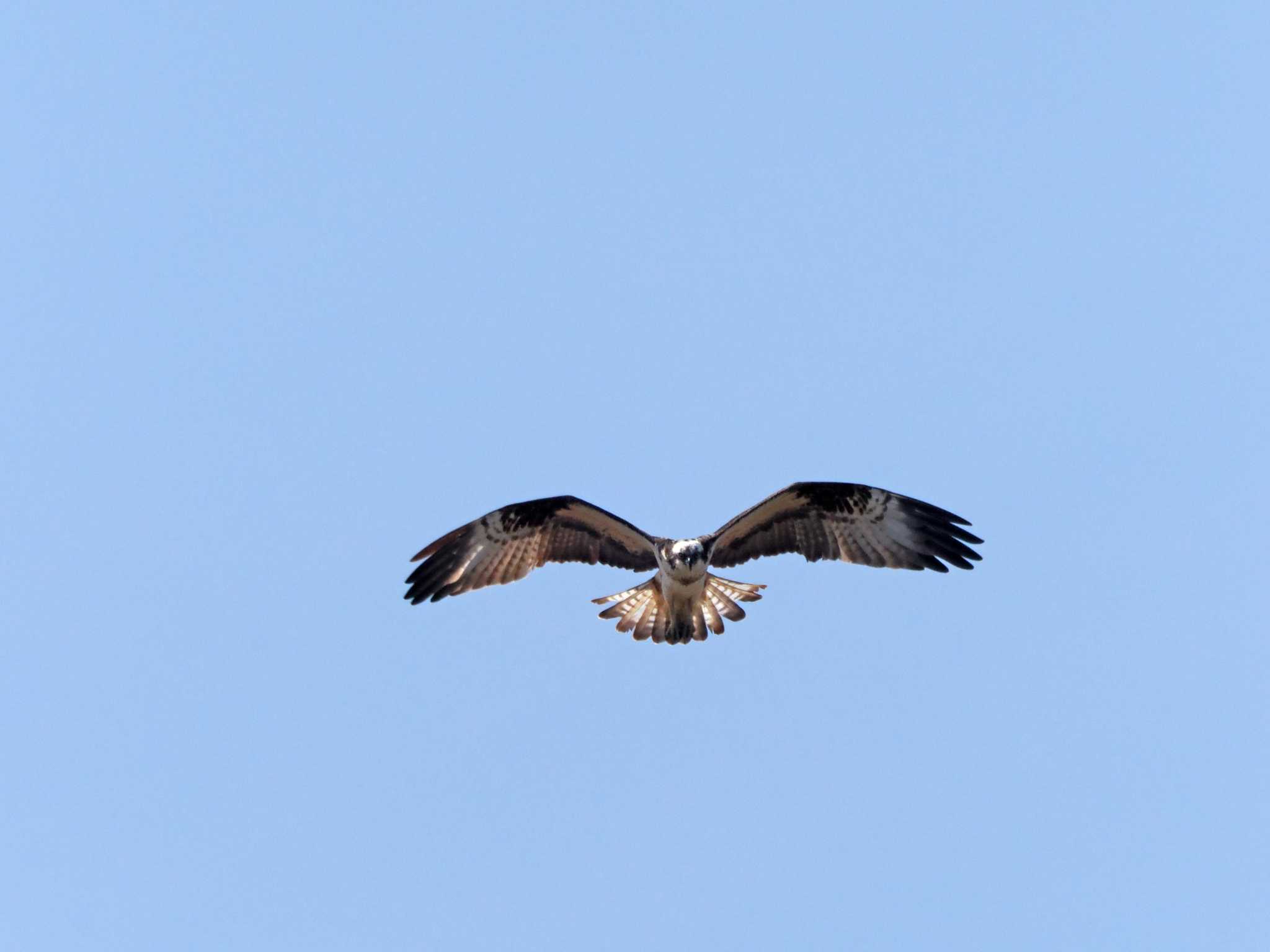 宮城県 鳥の海 ミサゴの写真 by ぴーさん