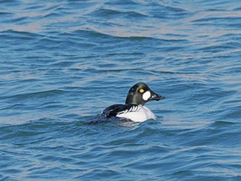 Common Goldeneye 宮城県 鳥の海 Sun, 3/24/2024