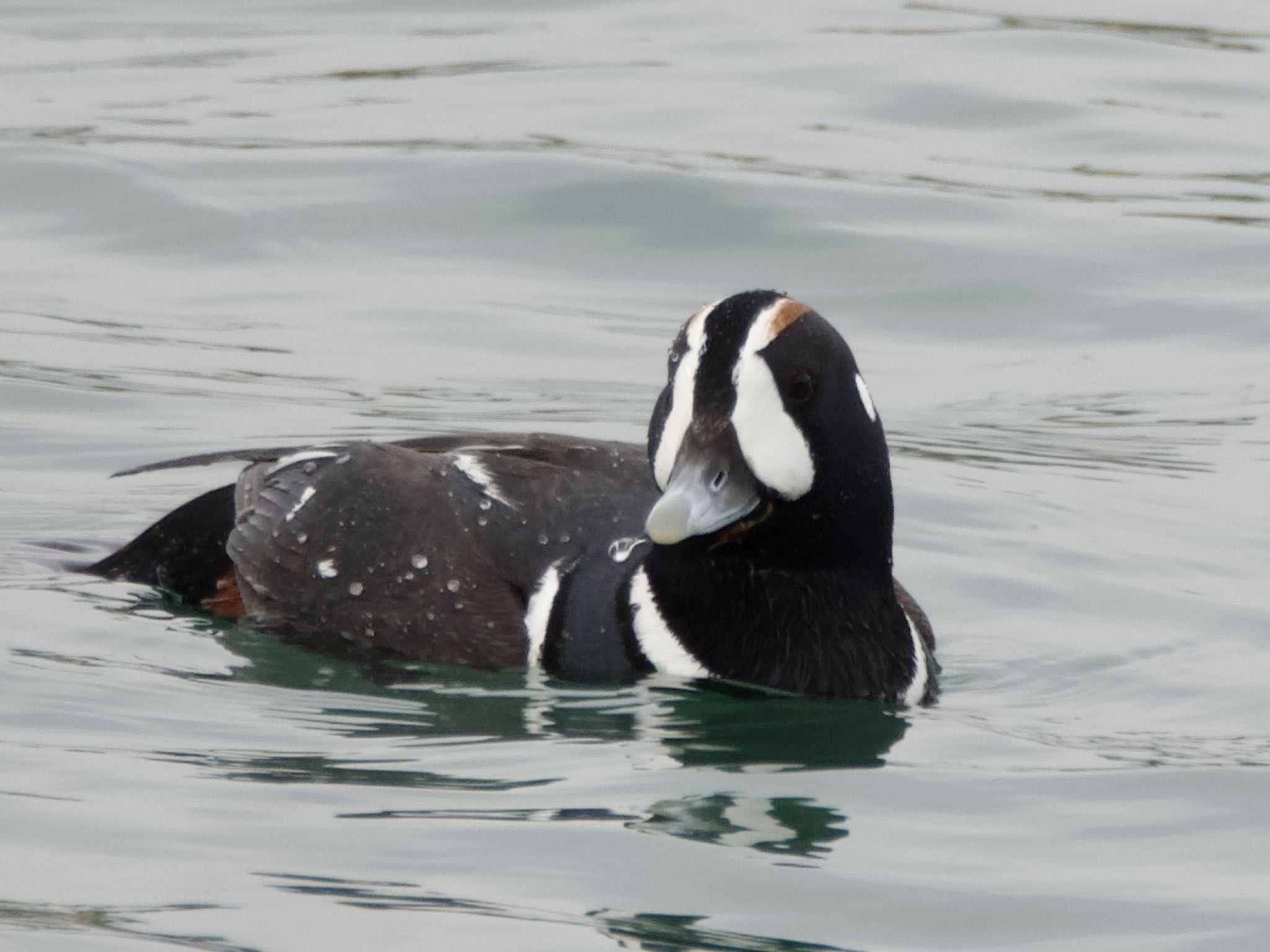 Harlequin Duck