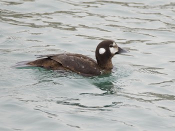 Harlequin Duck 平磯海岸 Sun, 3/24/2024