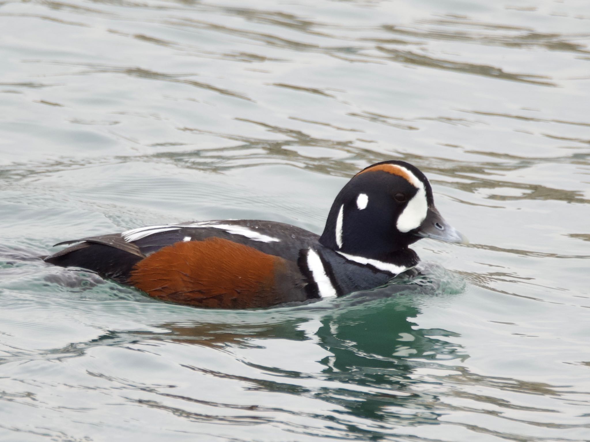 Photo of Harlequin Duck at 平磯海岸 by スキーヤー