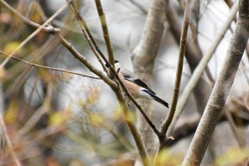 Eurasian Bullfinch Shinjuku Gyoen National Garden Sun, 3/24/2024