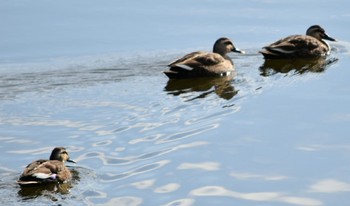 Eastern Spot-billed Duck 播磨中央公園(兵庫県) Sat, 12/15/2018